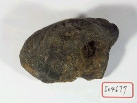 藏品(樞椎殘塊)的圖片